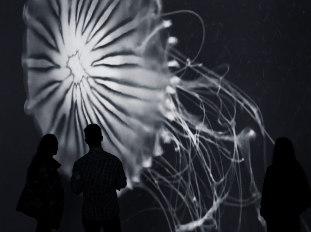 The Jellyfish video installation by artist Levan Songulashvili